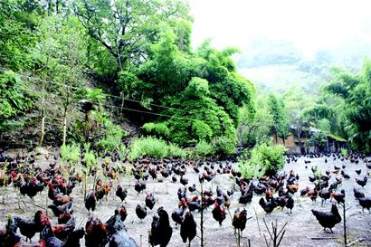 希望的"田野"养殖特色草科鸡